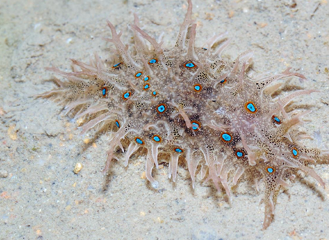 Photograph of a sea hare